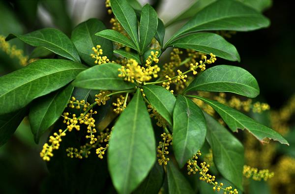 珠蘭花怎么養(yǎng)