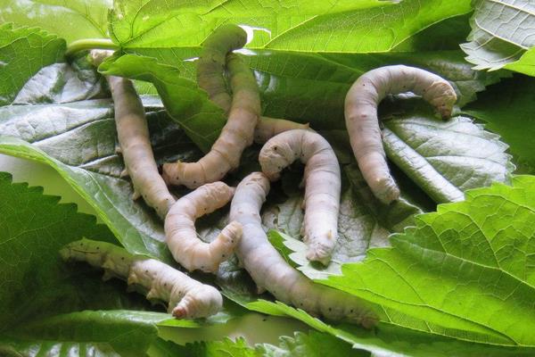 養蠶前要準備的蠶用物質