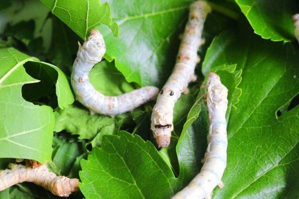 養蠶前要準備的蠶用物質
