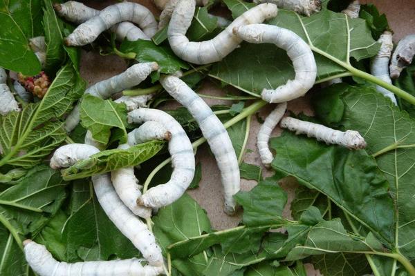 養蠶前要準備的蠶用物質