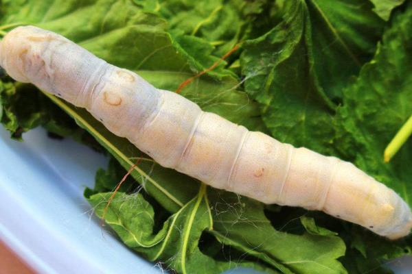 養蠶前要準備的蠶用物質