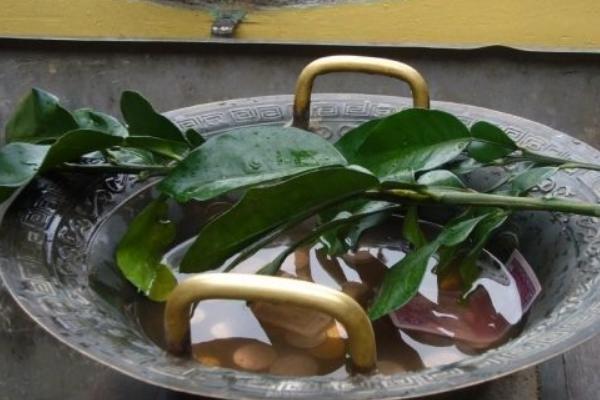 柚子葉的功效與作用及禁忌