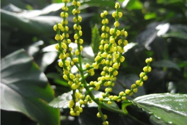 珠蘭花怎么養(yǎng)