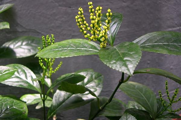 珠蘭花怎么養(yǎng)