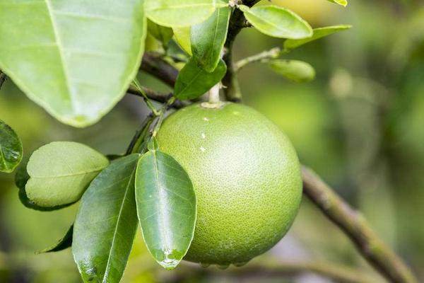 柚子葉的功效與作用及禁忌