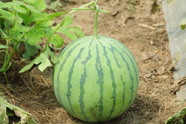 西瓜多長時間成熟