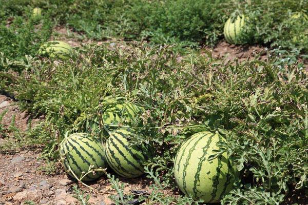 西瓜多長時間成熟