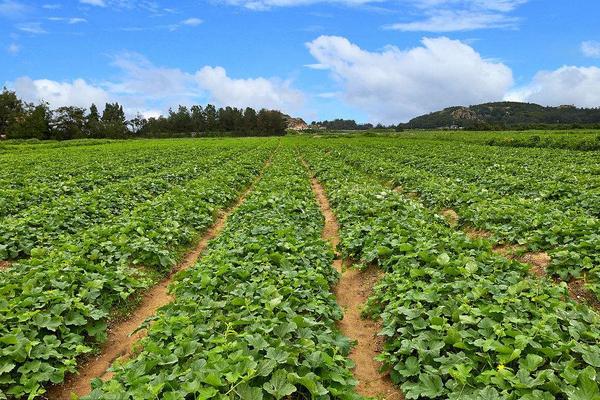 西瓜多長時間成熟