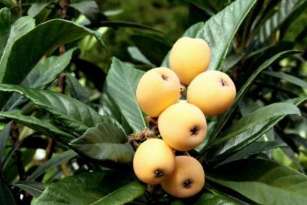 種一畝枇杷能賺多少錢?種枇杷的成本和利潤