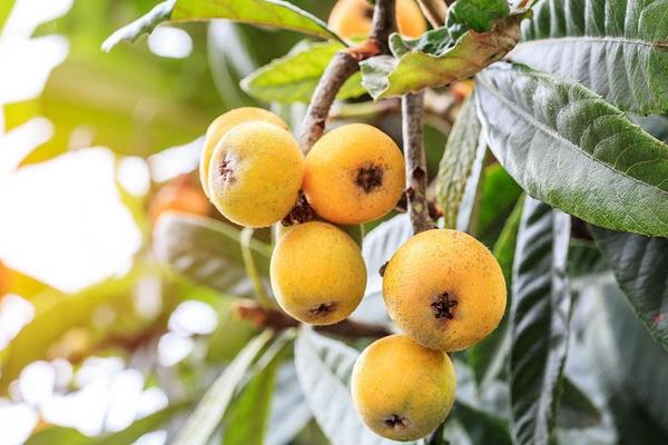 種一畝枇杷能賺多少錢?種枇杷的成本和利潤