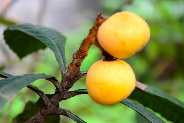 種一畝枇杷能賺多少錢?種枇杷的成本和利潤