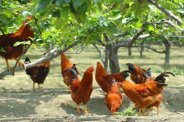 九斤黃雞特點、介紹、雞苗價格