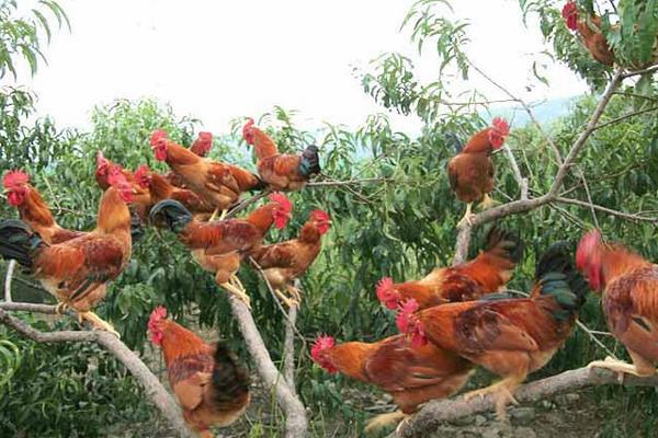 九斤黃雞特點、介紹、雞苗價格