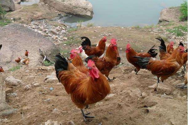 九斤黃雞特點、介紹、雞苗價格