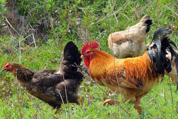 九斤黃雞特點、介紹、雞苗價格