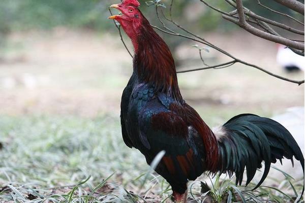 九斤黃雞特點、介紹、雞苗價格