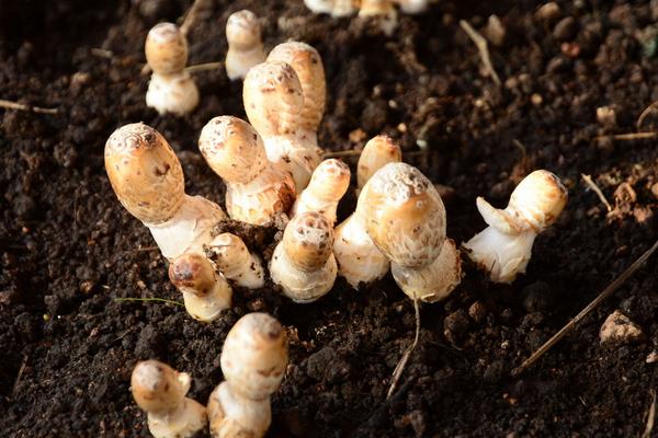 雞腿菇營(yíng)養(yǎng)價(jià)值及功效與作用，禁忌