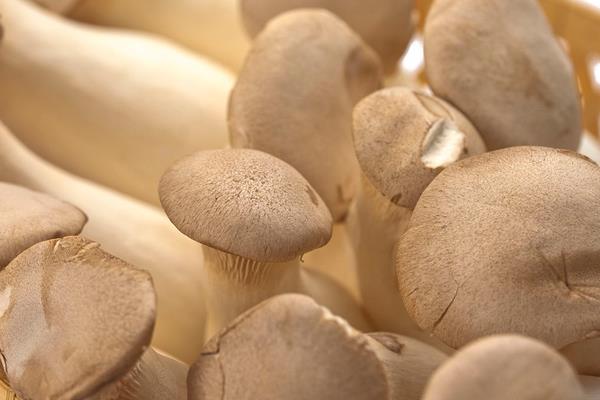 雞腿菇營(yíng)養(yǎng)價(jià)值及功效與作用，禁忌