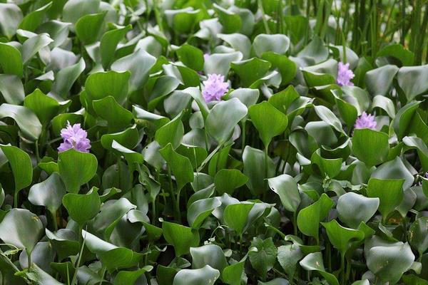 水葫蘆的危害與水葫蘆的防治方法,處理方法