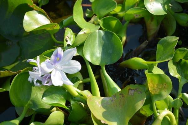 水葫蘆的危害與水葫蘆的防治方法,處理方法