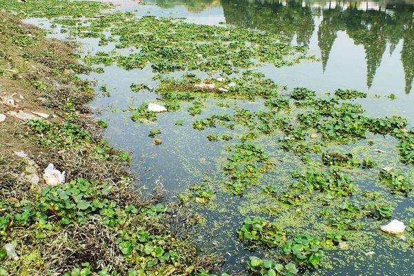 水葫蘆的危害與水葫蘆的防治方法,處理方法