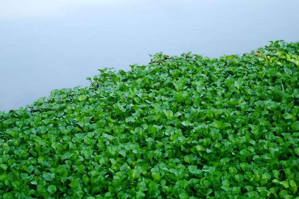 水葫蘆的危害與水葫蘆的防治方法,處理方法