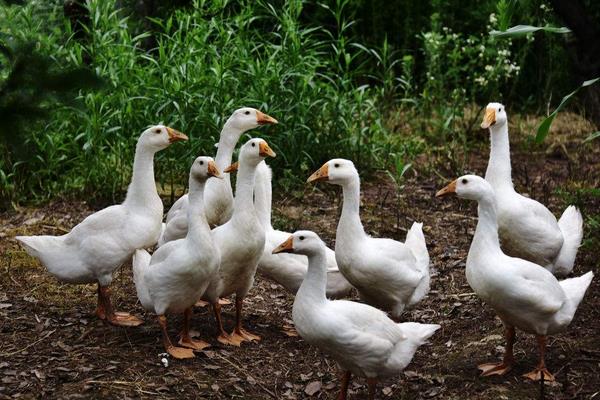 2015年養鵝怎么樣?能不能賺錢?有什么風險?