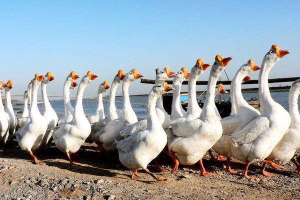 2015年養鵝怎么樣?能不能賺錢?有什么風險?