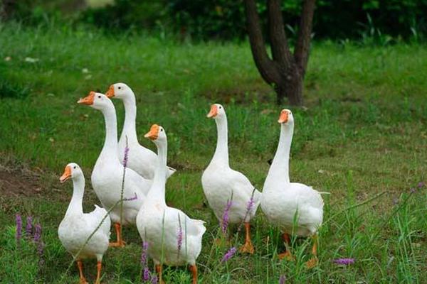 2015年養鵝怎么樣?能不能賺錢?有什么風險?