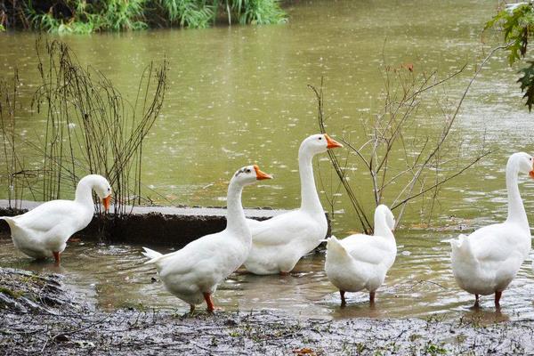 2015年養鵝怎么樣?能不能賺錢?有什么風險?