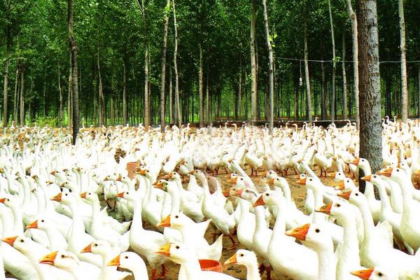 2015年養鵝怎么樣?能不能賺錢?有什么風險?