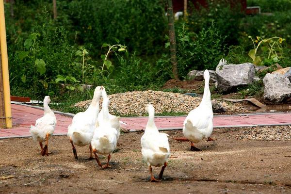 2015年養鵝怎么樣?能不能賺錢?有什么風險?