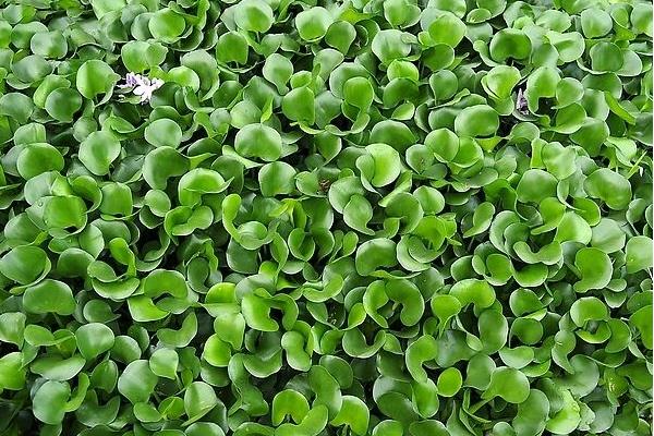 變廢為寶水葫蘆養鵝致富