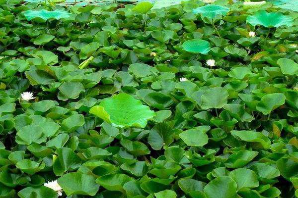 變廢為寶水葫蘆養鵝致富