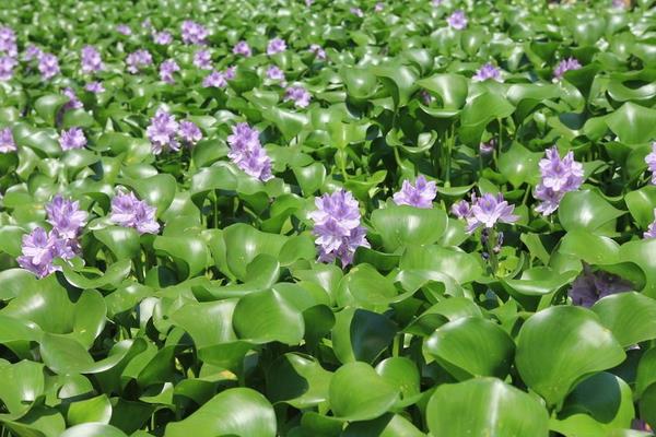 變廢為寶水葫蘆養鵝致富