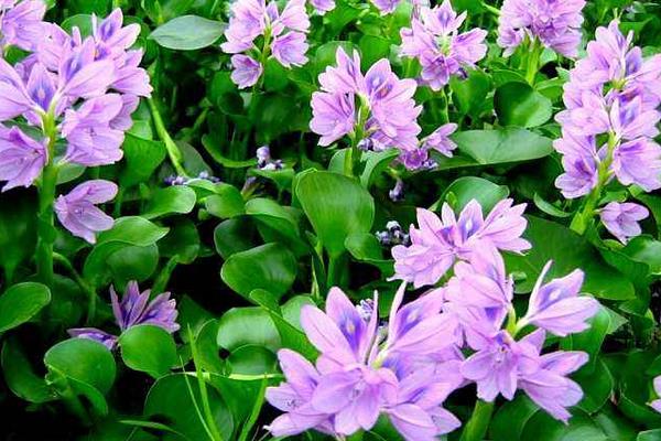 變廢為寶水葫蘆養鵝致富