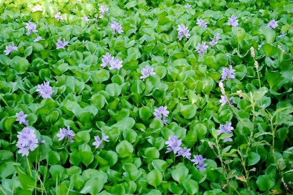 變廢為寶水葫蘆養鵝致富