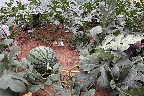 西瓜的加工產品