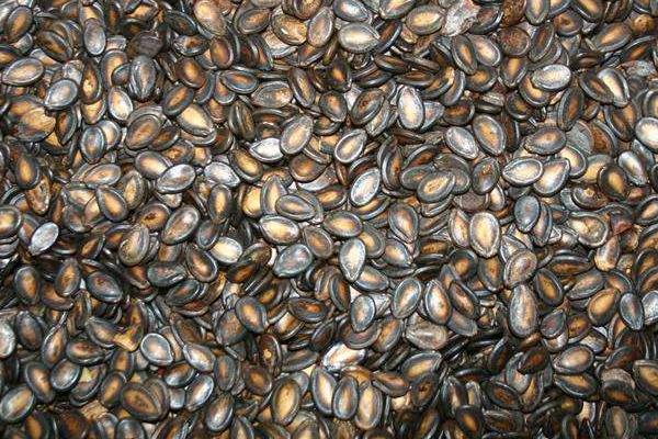 西瓜的加工產品