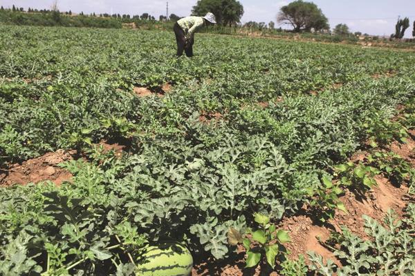 西瓜的加工產品