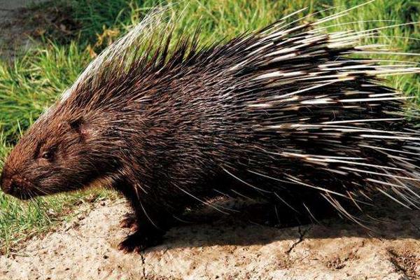 養30只豪豬能賺多少錢?養豪豬的成本和利潤