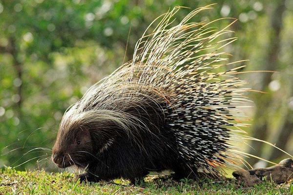 養30只豪豬能賺多少錢?養豪豬的成本和利潤