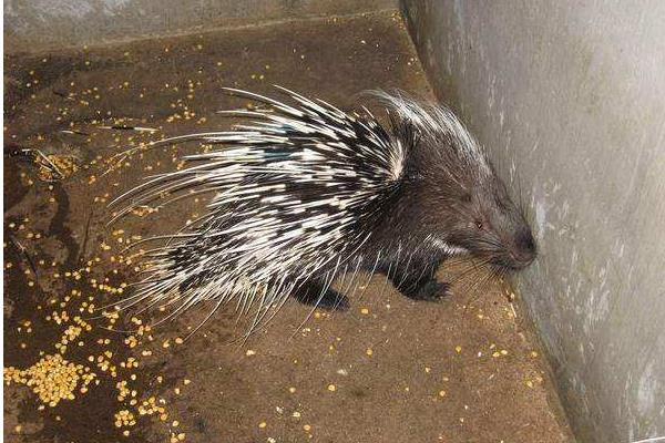 養30只豪豬能賺多少錢?養豪豬的成本和利潤
