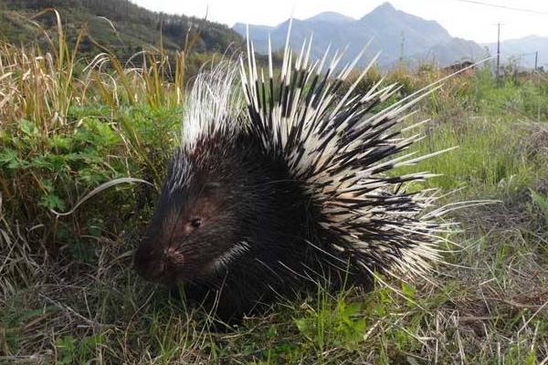 養30只豪豬能賺多少錢?養豪豬的成本和利潤