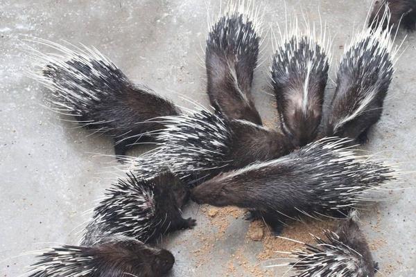 養30只豪豬能賺多少錢?養豪豬的成本和利潤