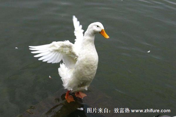 2018養肉鴨賺錢嗎？肉鴨養殖的利潤與投資成本及前景預測