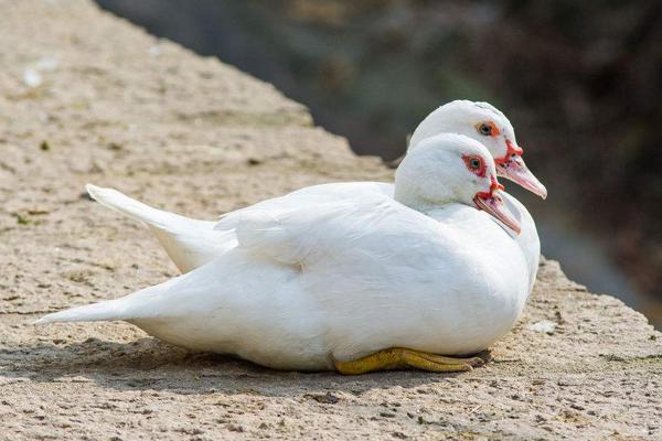 2018養肉鴨賺錢嗎?肉鴨養殖的利潤與投資成本及前景預測