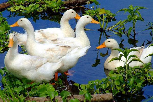 2018養肉鴨賺錢嗎?肉鴨養殖的利潤與投資成本及前景預測