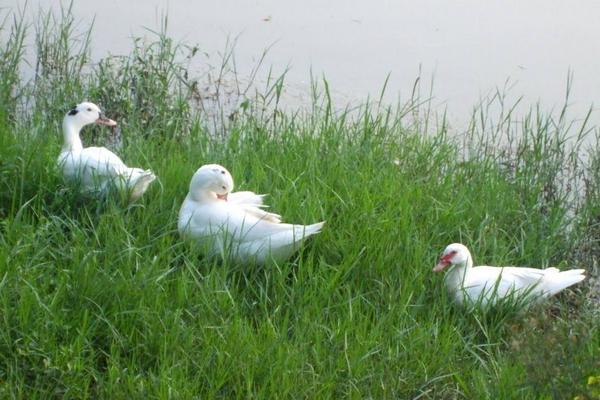 2018養肉鴨賺錢嗎?肉鴨養殖的利潤與投資成本及前景預測