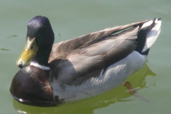 2018養肉鴨賺錢嗎?肉鴨養殖的利潤與投資成本及前景預測
